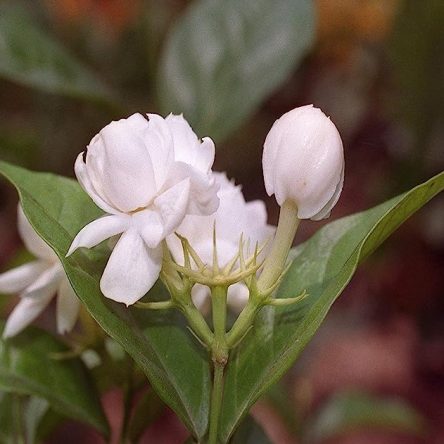 Live Arabian Jasmine Mogra Flower Plant 4