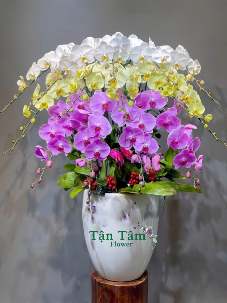 Lan hồ điệp Flowers2Home 009