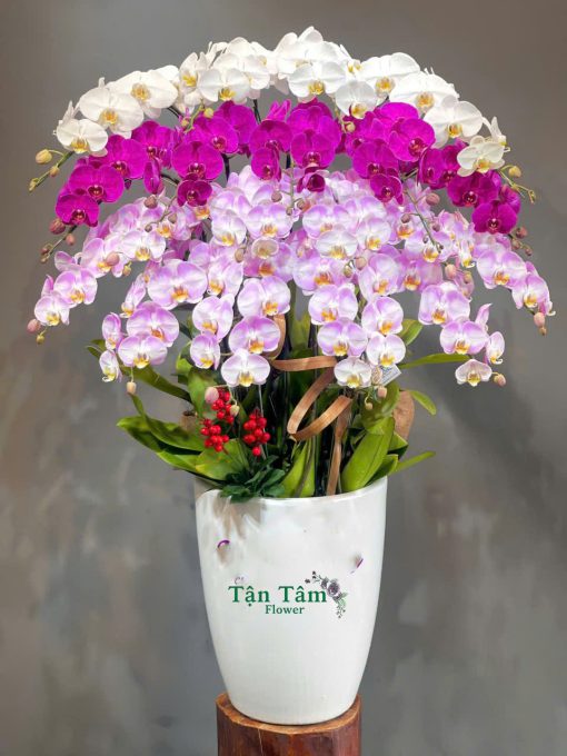 Lan hồ điệp Flowers2Home 002