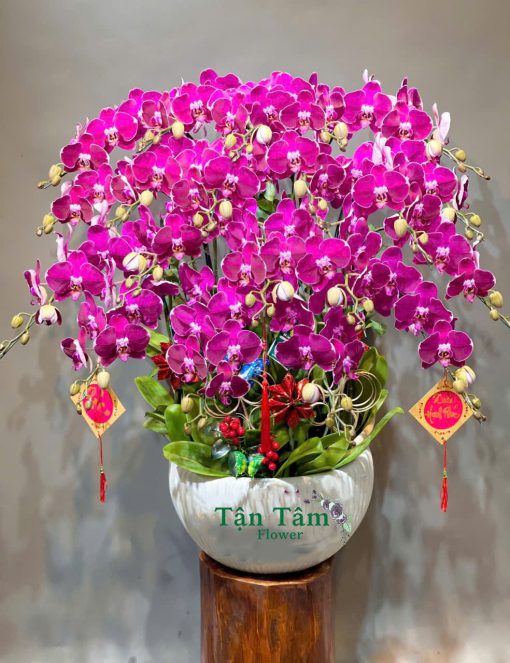 Lan hồ điệp Flowers2Home 003