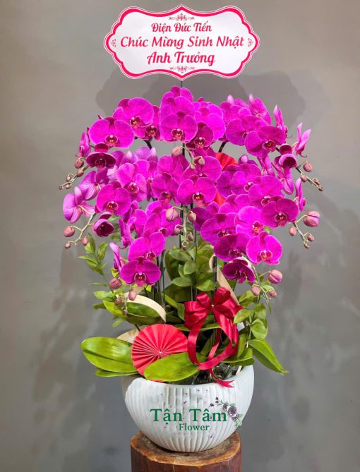 Lan hồ điệp Flowers2Home 005