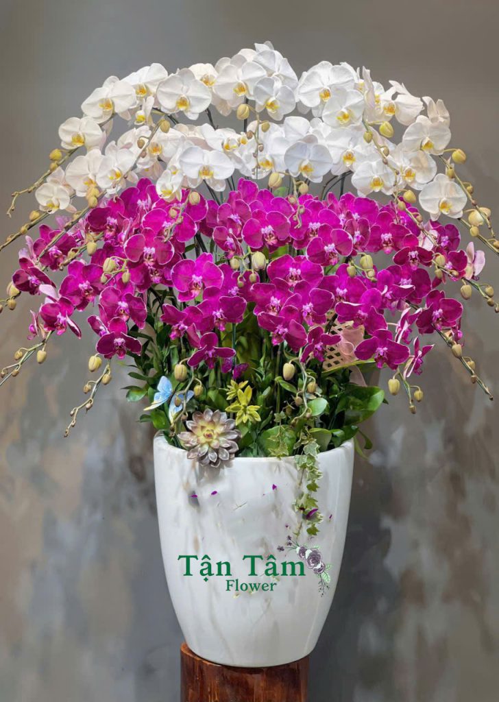 Lan hồ điệp Flowers2Home 006
