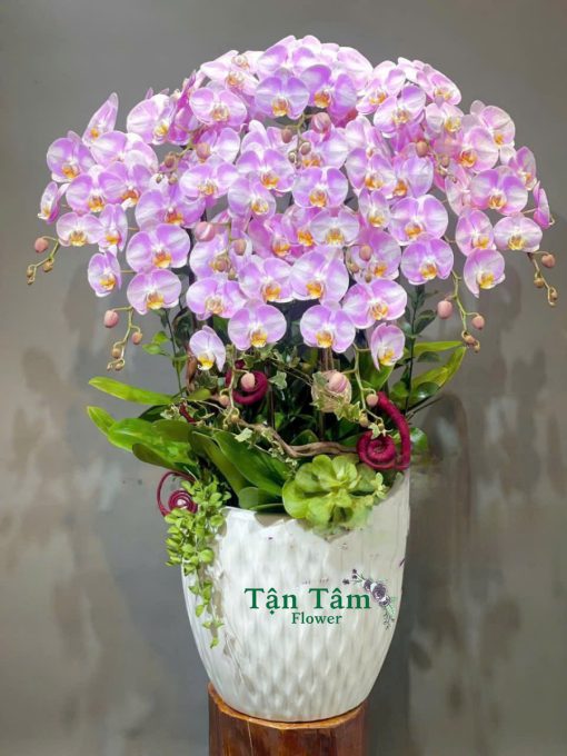 Lan hồ điệp Flowers2Home 007