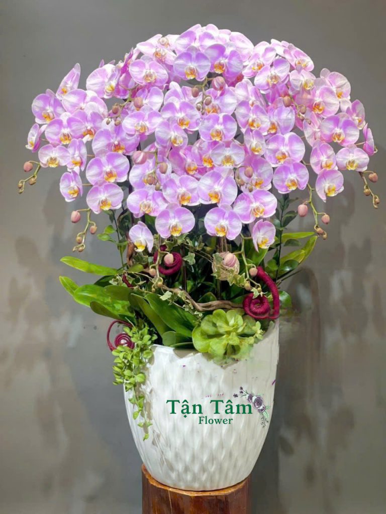 Lan hồ điệp Flowers2Home 007
