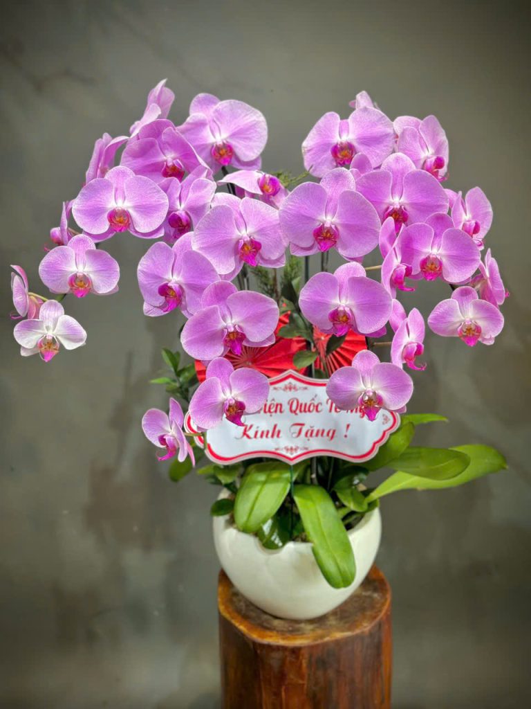 Lan hồ điệp Flowers2Home 008