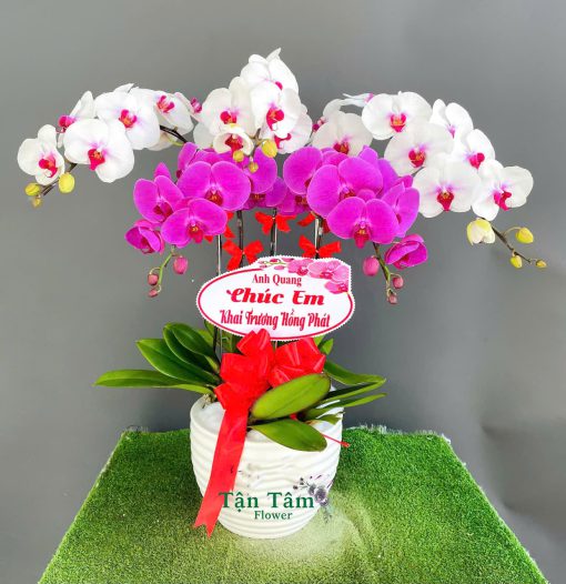 Lan hồ điệp Flowers2Home 010