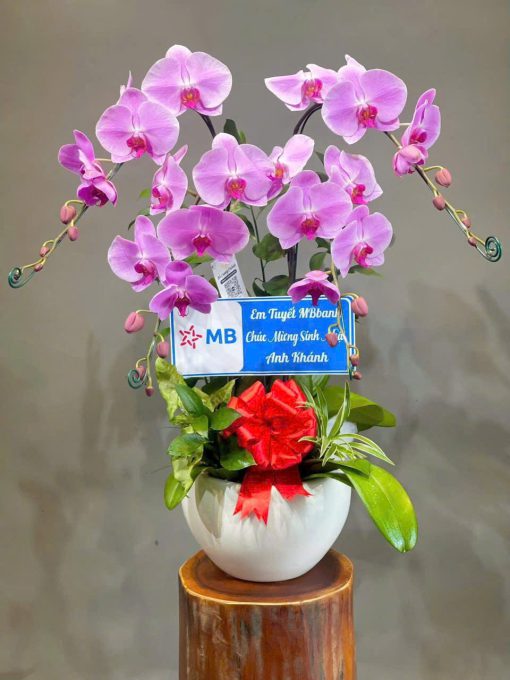 Lan hồ điệp Flowers2Home 011
