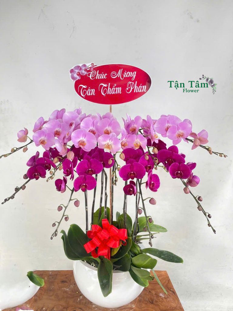 Lan hồ điệp Flowers2Home 014
