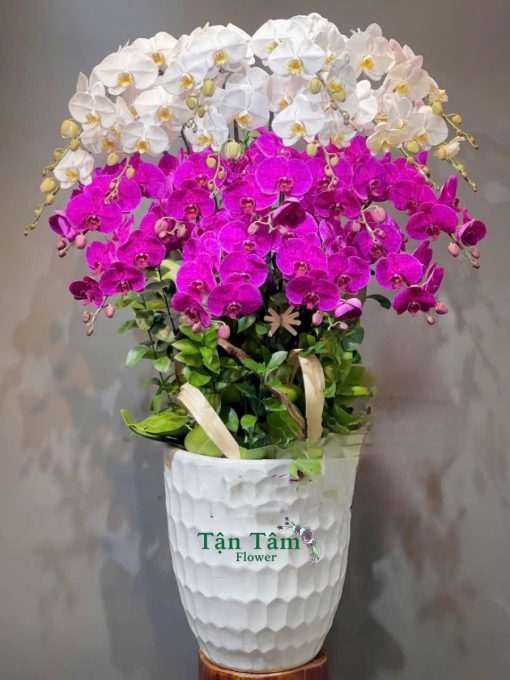 Lan hồ điệp Flowers2Home 015