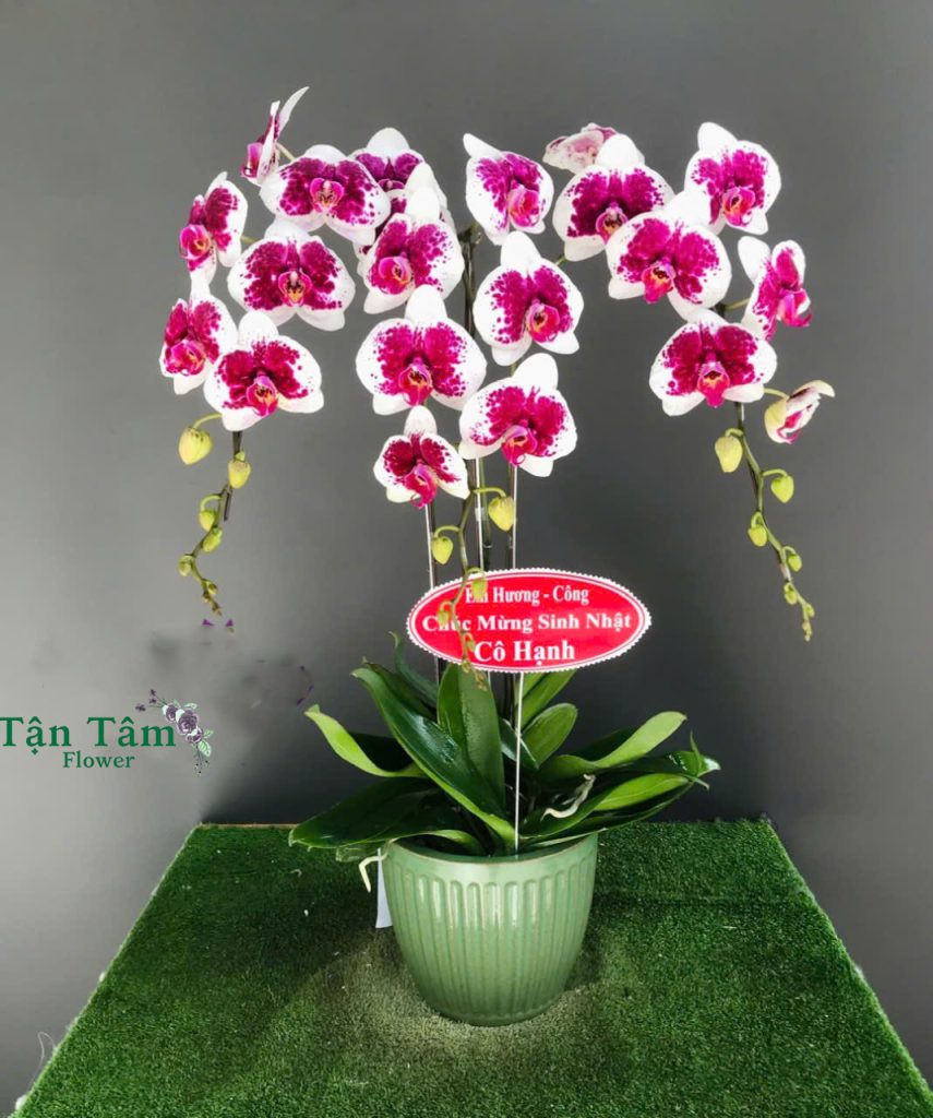 Lan hồ điệp Flowers2Home 016
