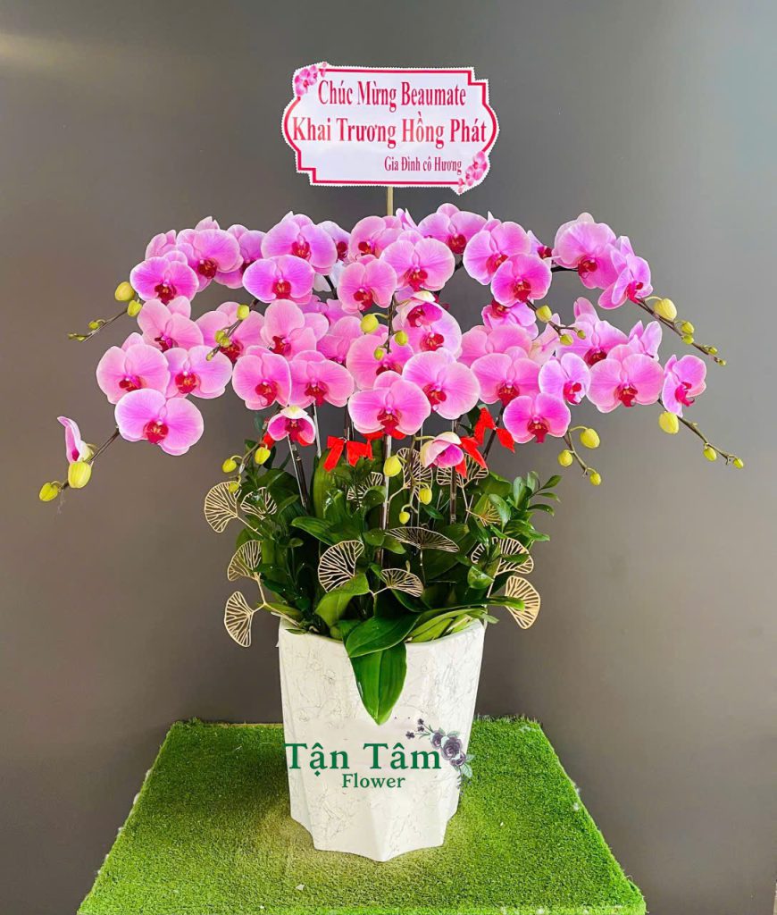 Lan hồ điệp Flowers2Home 018