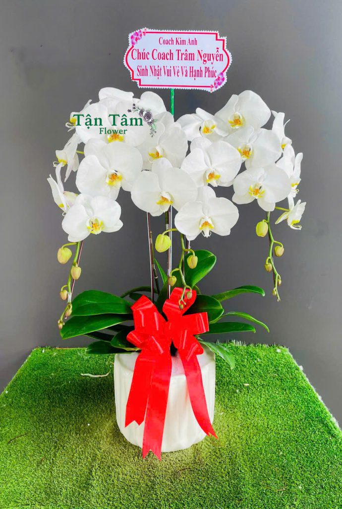 Lan hồ điệp Flowers2Home 019