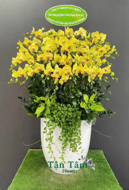 Lan hồ điệp Flowers2Home 020